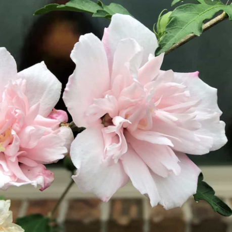 Lady Stanley Althea Pink Tree Form