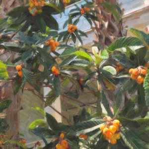 Loquat Tree