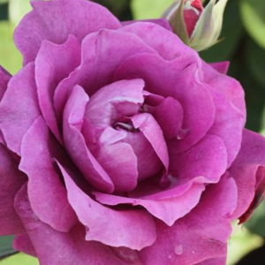 Intrigue Floribunda Rose