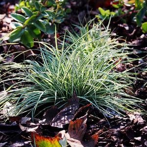 Ice Dance Carex Sedge