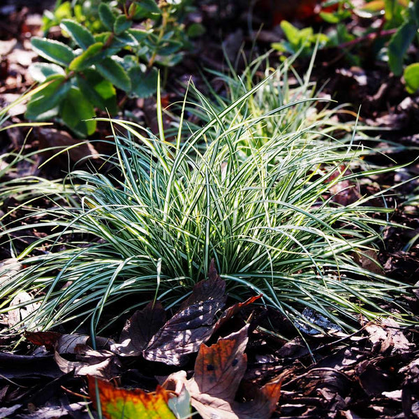 Ice Dance Carex Sedge