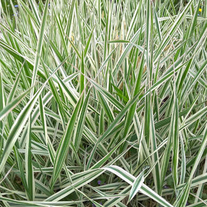 Ice Dance Carex Sedge