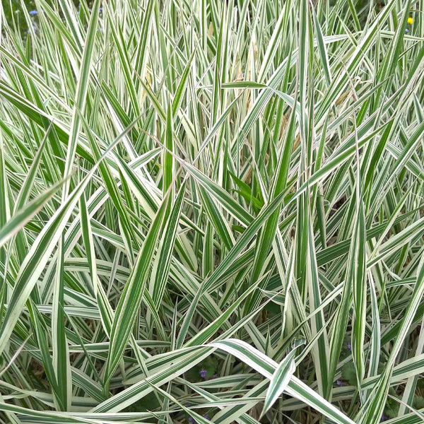 Ice Dance Carex Sedge