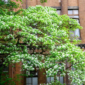 Chinese Fringe Tree