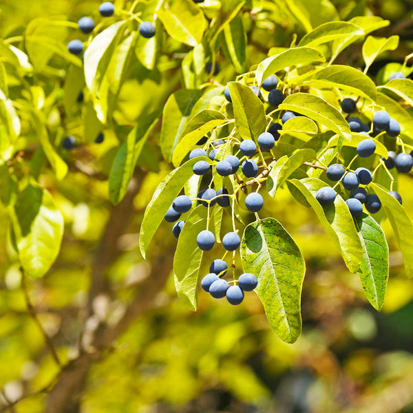 Chinese Fringe Tree
