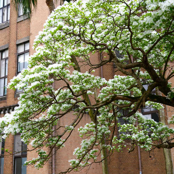 Chinese Fringe Tree