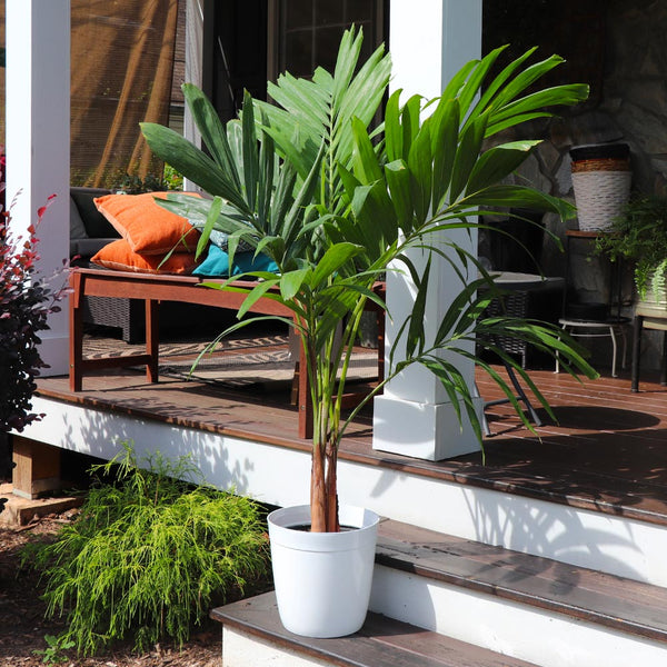 big indoor palm plants Christmas Palm Tree Delivered to Your Door - PlantingTree.com