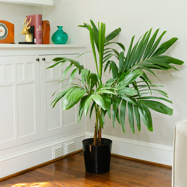 planting christmas palms Christmas Palm Tree Delivered to Your Door - PlantingTree.com