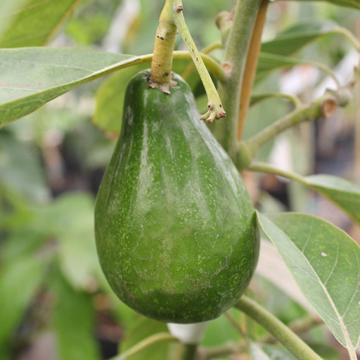 Cold Hardy Avocado Tree