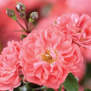 Coral Drift Rose Tree