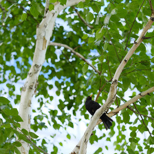 Dakota Pinnacle Birch