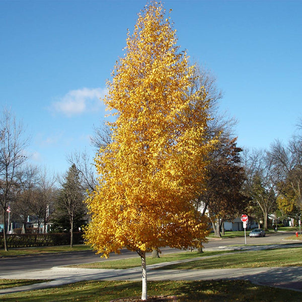 Dakota Pinnacle Birch