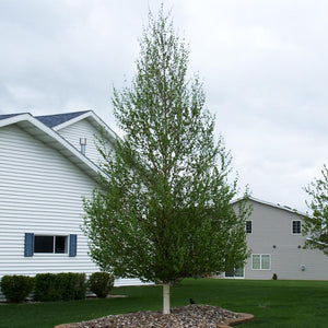 Dakota Pinnacle Birch