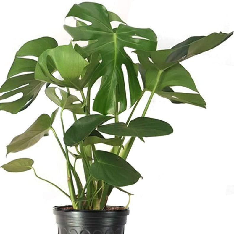 monstera deliciosa ph Monstera Deliciosa Plant | A.K.A. Swiss Cheese Plant
