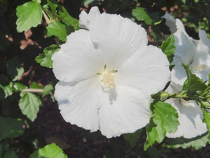 Diana White Althea Tree Form
