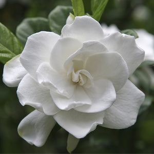 Double Blooming Gardenia Tree