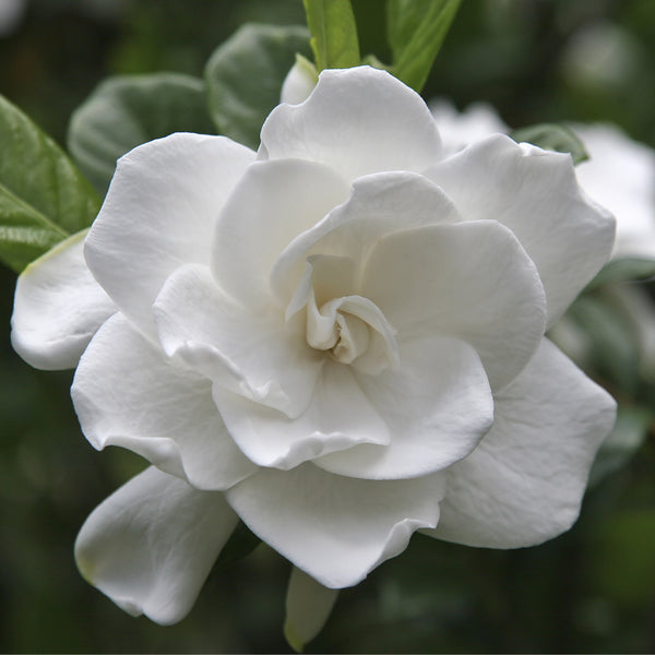 Double Blooming Gardenia Tree