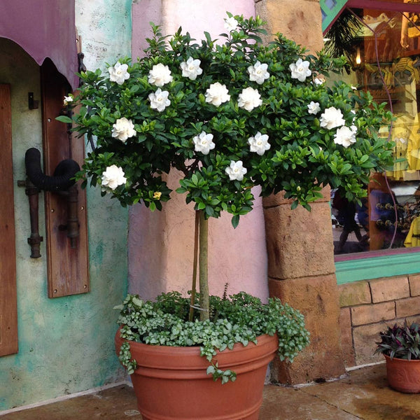 gardenia house plant Double Blooming Gardenia Tree | A Southern Tradition