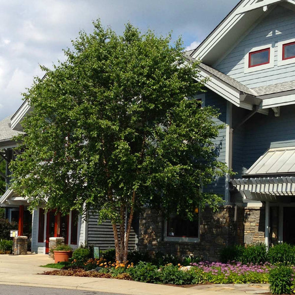 Dura Heat River Birch