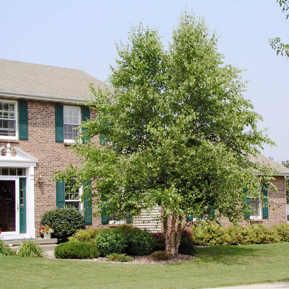 Dura Heat River Birch Tree for Sale PlantingTree