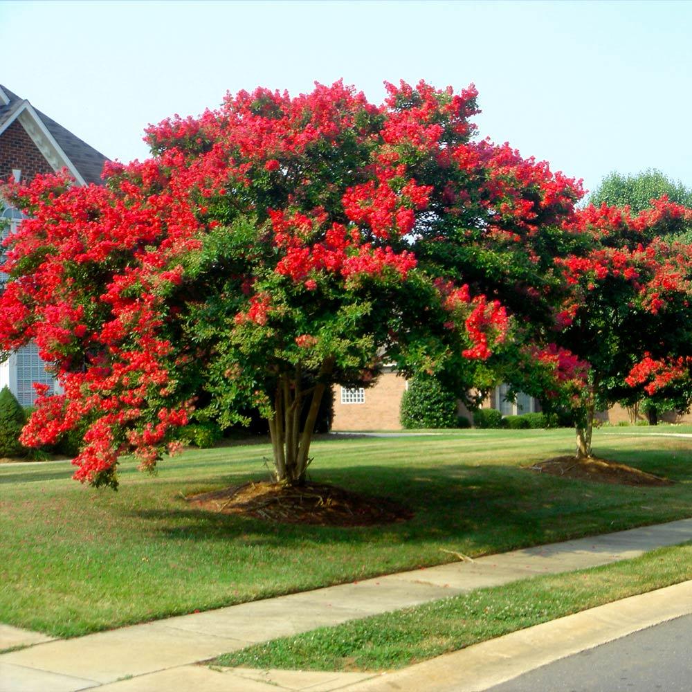 Dynamite Crape Myrtle PlantingTree