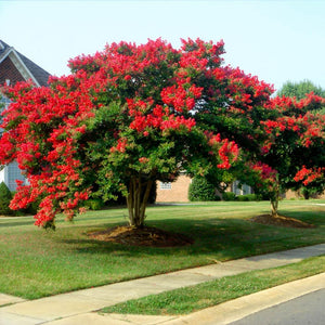 Dynamite Crape Myrtle