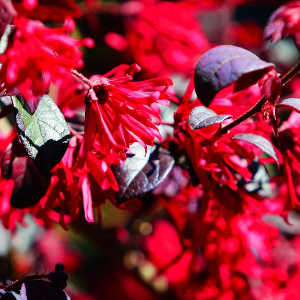 Ever Red Loropetalum