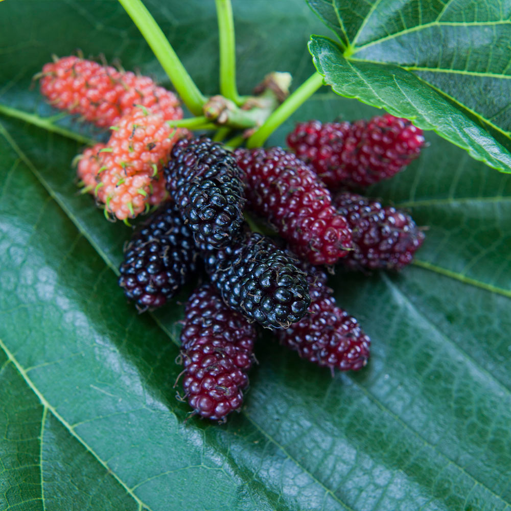 Mulberry Red Ranch Red Mulberry Fruit