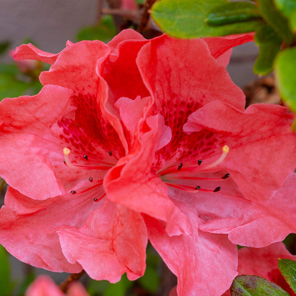 Fashion Azalea Bright Salmon Pink Flowers PlantingTree
