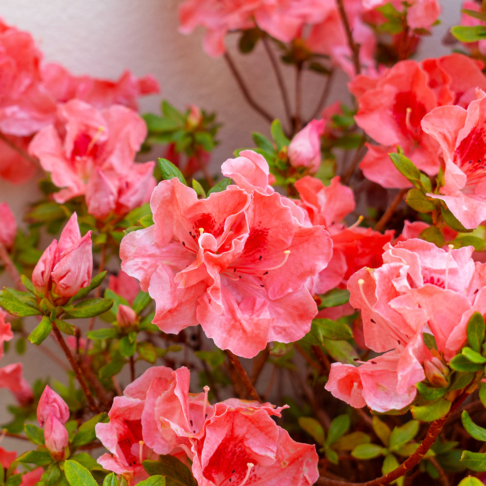 Fashion Azalea | Bright Salmon Pink Flowers - PlantingTree