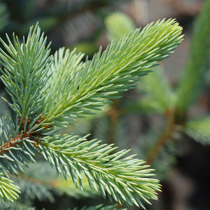 Fat Albert Colorado Blue Spruce