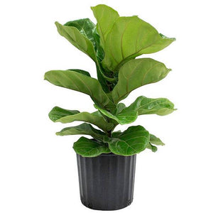 Fiddle Leaf Fig Tree