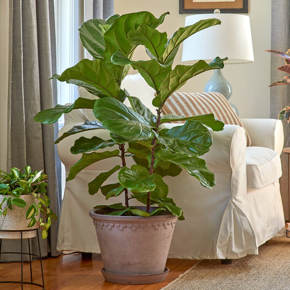 Image of Fiddle-leaf fig tall container plant for shade
