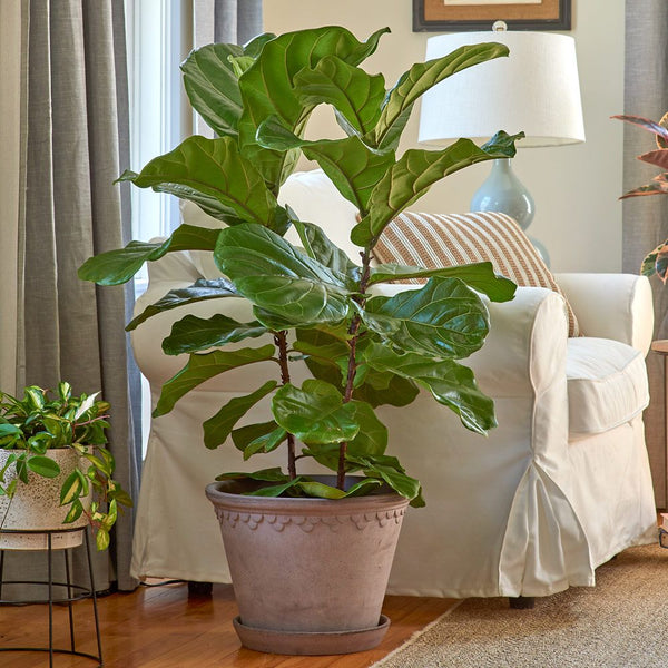 Fiddle Leaf Fig Tree