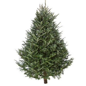 Fresh Cut Christmas Tree Delivered - Fraser Fir
