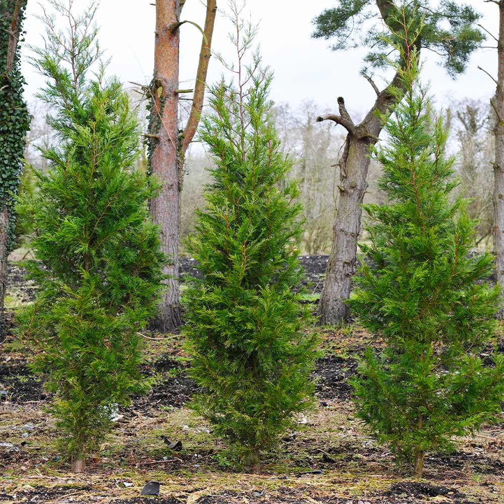 Columnar Shrubs For Shade Skinny Shrubs For Tight Spaces – Le