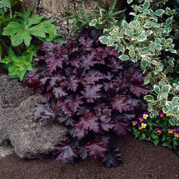 Purple Palace Heuchera