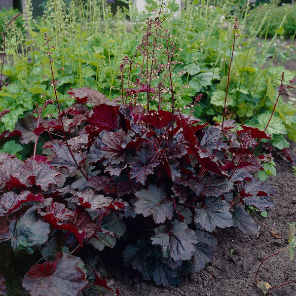 Purple Palace Heuchera