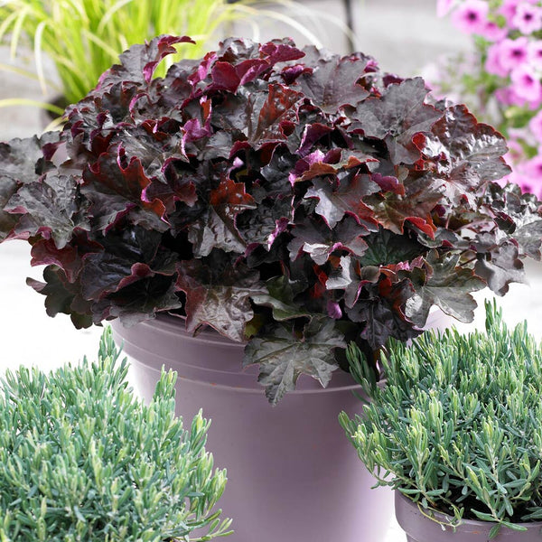 Purple Palace Heuchera