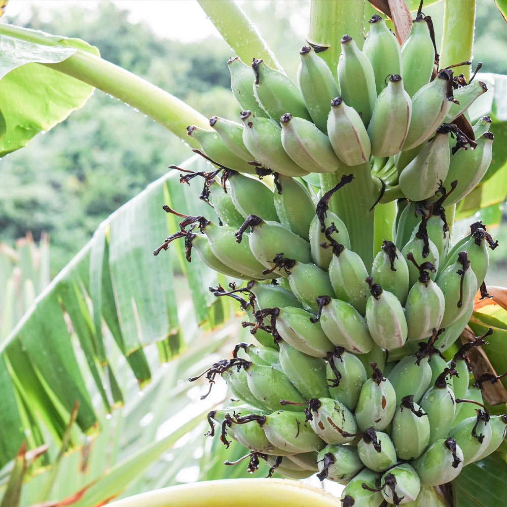 Ice Cream Banana Tree