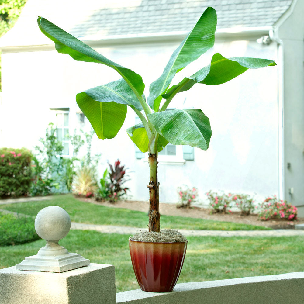 ice cream banana tree bonsai Ice Cream Banana Tree - The Blue Java Banana | PlantingTree.com