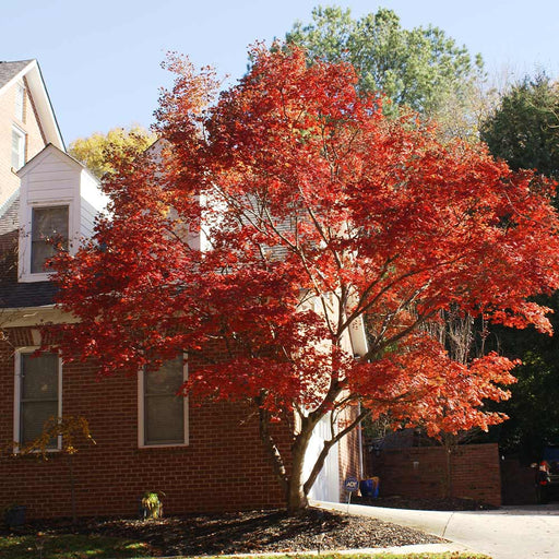 Red Japanese Maple Tree