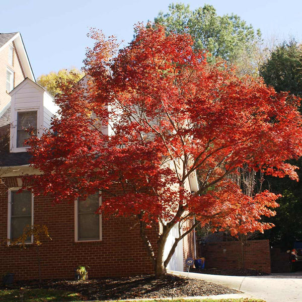 planting japanese maple near house Red Japanese Maple Tree - Buy from PlantingTree.com