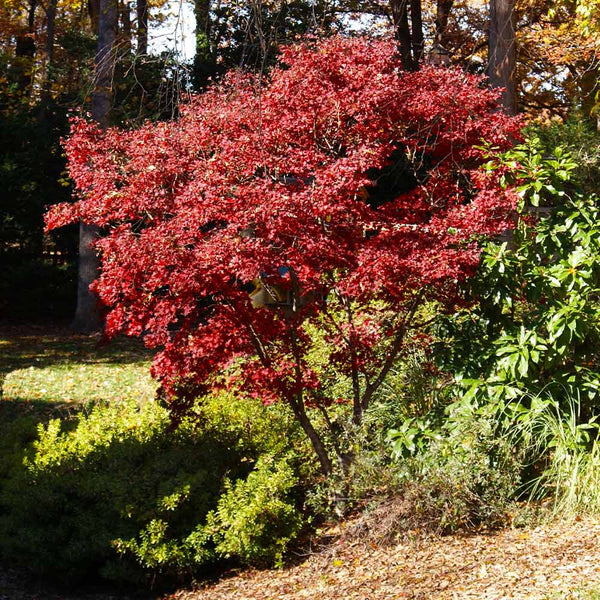 Red Japanese Maple Tree - Buy from PlantingTree.com - PlantingTree