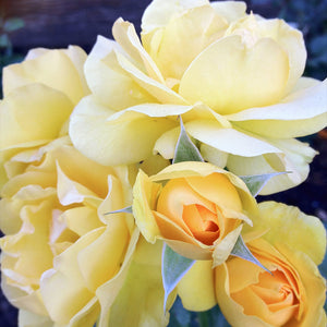 Julia Child Rose Shrub Form