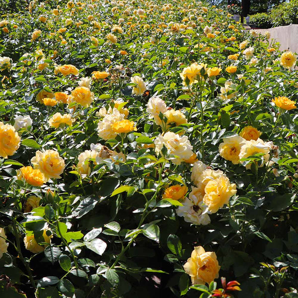 Julia Child Rose Shrub Form
