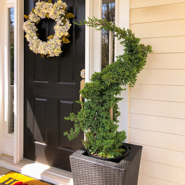 Dwarf Japanese Garden Juniper Serpentine Tree
