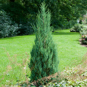 Juniper Skyrocket Tree