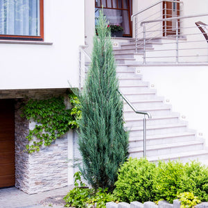 Juniper Skyrocket Tree