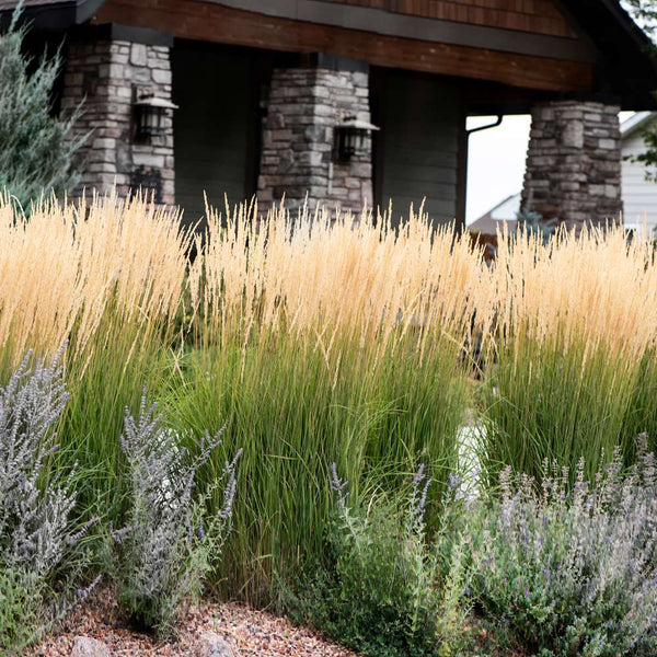 Karl shop foerster grass